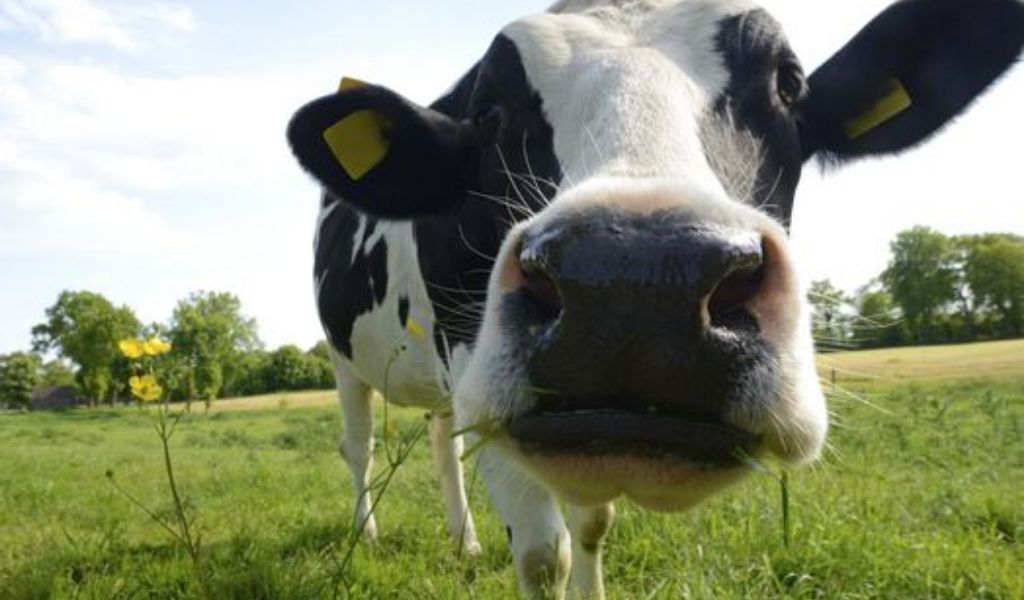 Mucche all’asta: appello per salvarle dal mattatoio