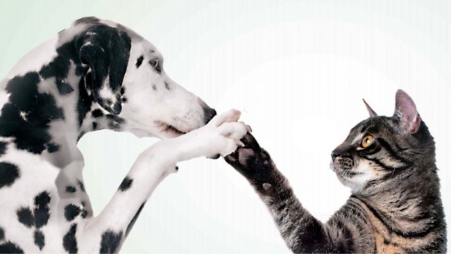 “Diamogli una zampa”: Esselunga con Federazione Italiana Associazione Diritti Animali e Ambiente