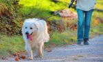 Lite per il cane, pensionata presa a ombrellate in testa