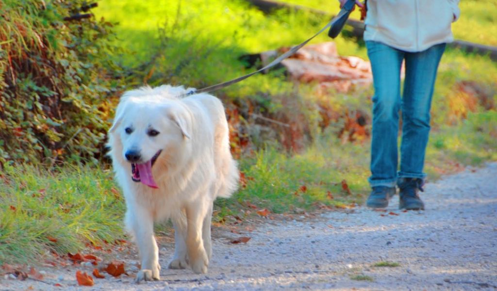 Lite per il cane, pensionata presa a ombrellate in testa