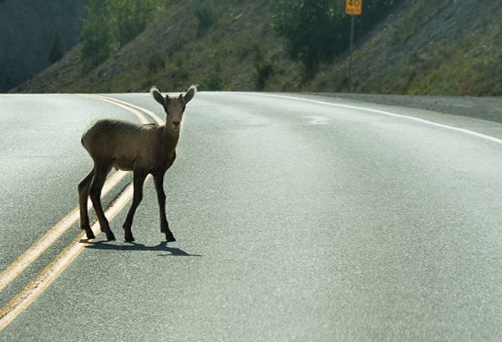 Moto investe capriolo, padre e figlia gravi in ospedale