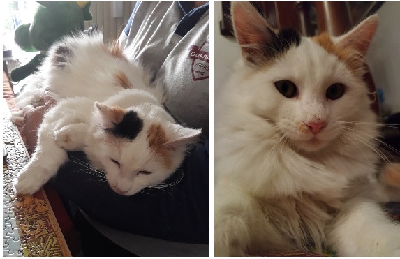 Ha ucciso una gattina a colpi di fucile: caccia al killer