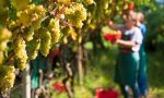 Vendemmia 2020, allarme prezzi: "I viticoltori rischiano di lavorare in perdita"