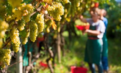 Terre d'Oltrepò prepara la vendemmia 2019, Giorgi: "Puntiamo alla qualità"