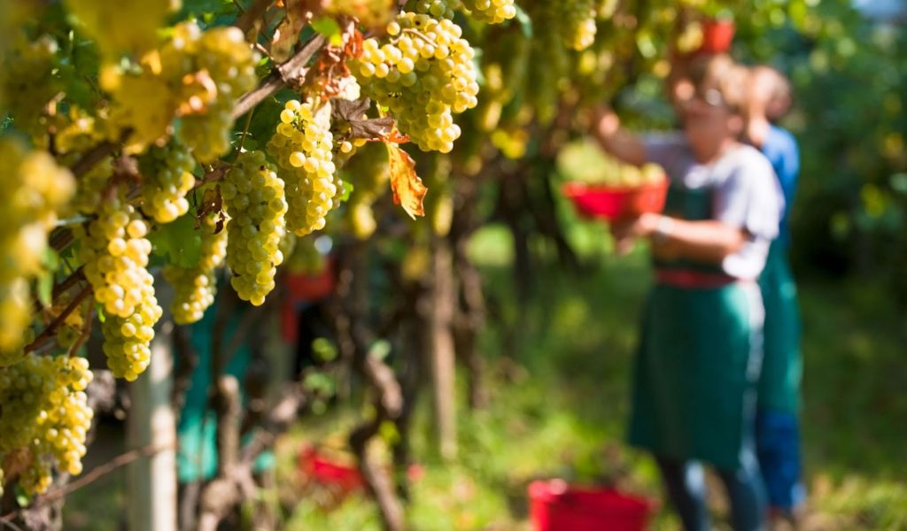 Vendemmia 2020, allarme prezzi: “I viticoltori rischiano di lavorare in perdita”
