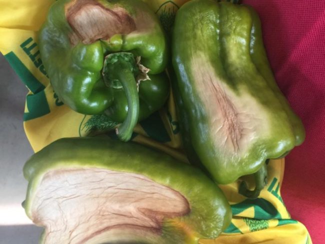 Peperoni ustionati e angurie bruciate nei campi: caldo record distruttivo