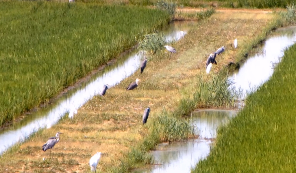 Bracconaggio nel Po: individuati 166 punti di imbarco lungo tutto il fiume, 42 a Pavia