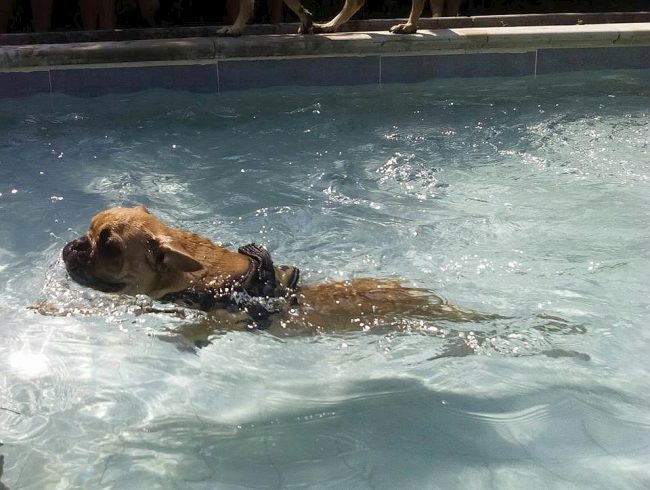 Dog Splash l'evento benefico contro l’abbandono estivo dei cani a Pieve Porto Morone