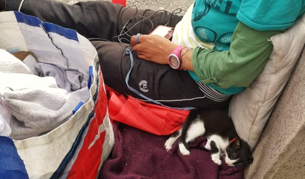 Gattino sfruttato per accattonaggio a Pavia, la LAV chiede al Sindaco l’applicazione delle regole