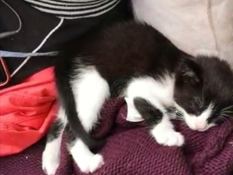 Gattino sfruttato, il Comune: “Non ritorna nelle mani di chi lo ha utilizzato per accattonare”