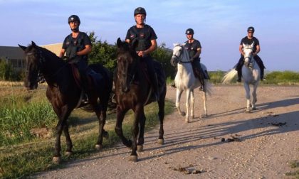 Spaccio nei campi: a Gropello Cairoli arrivano i carabinieri a cavallo