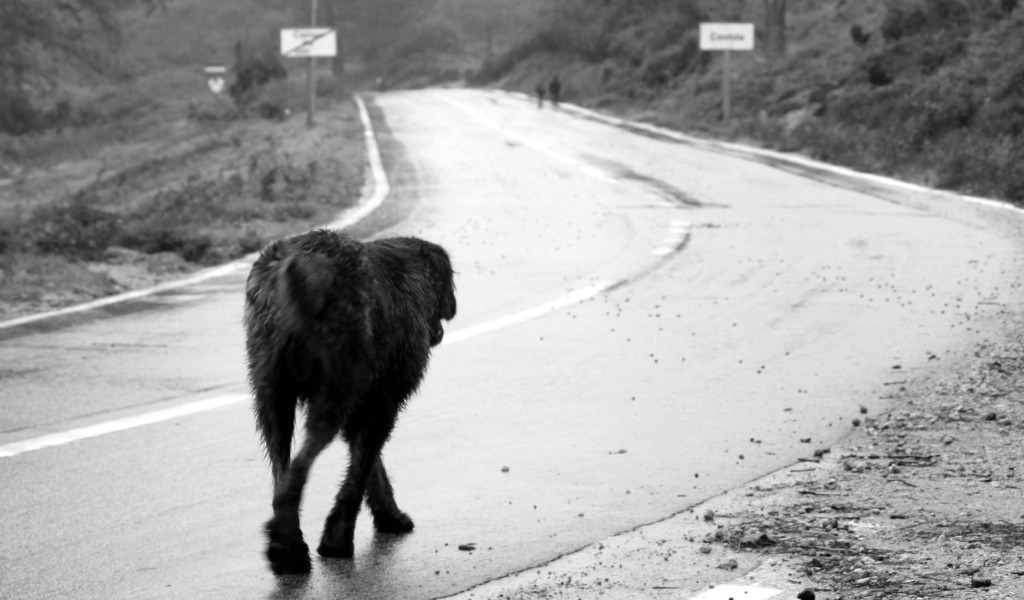 Tangenziale esterna: vigilanza raddoppiata per evitare abbandoni di animali domestici