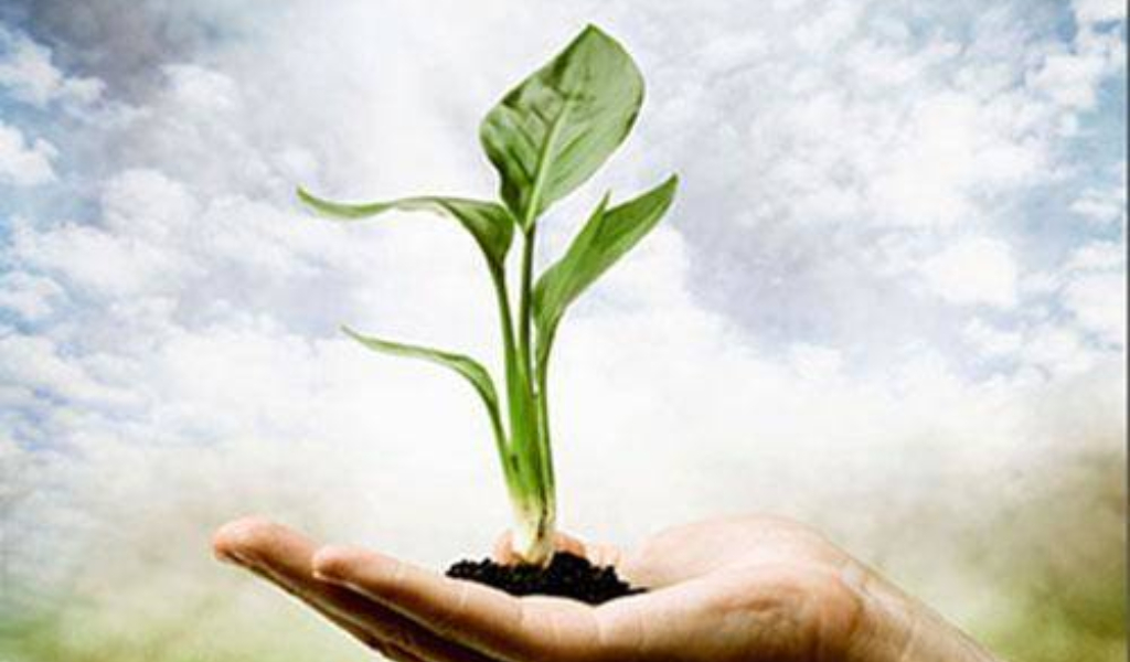 Nasce la “carta d’identità elettronica” degli alberi vogheresi