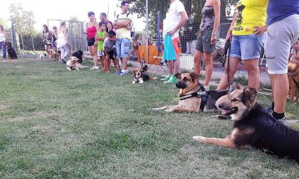 Dog Splash: l'evento benefico contro l’abbandono estivo dei cani