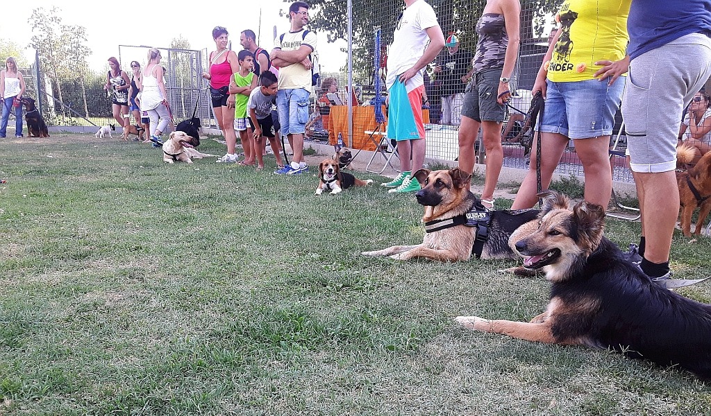 Dog Splash: l’evento benefico contro l’abbandono estivo dei cani