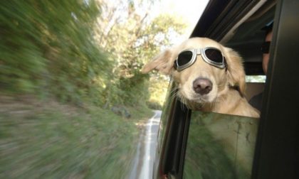 Viaggiare con il cane in auto: cinque consigli utili per il suo benessere