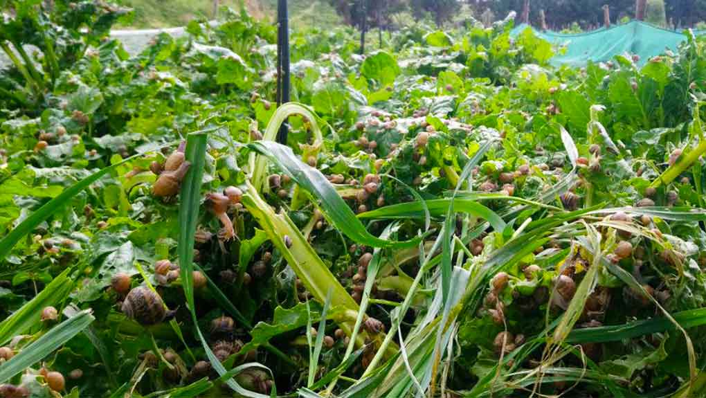Riso, oche e lumache: dal GAL premi da 20mila euro per i giovani imprenditori agricoli