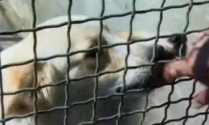 Trovati in un cascinale 16 cani abbandonati senza acqua e cibo