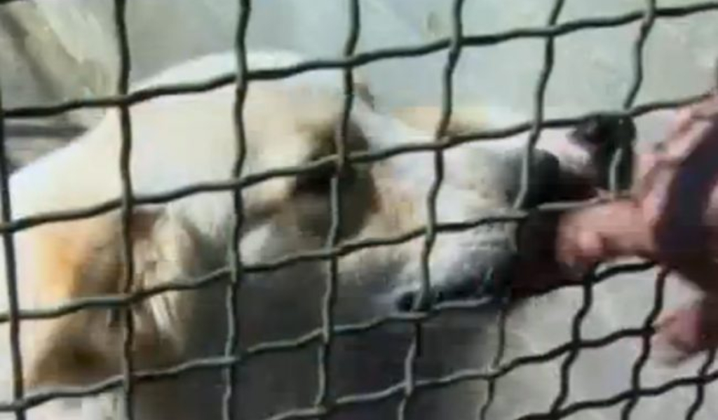 Trovati in un cascinale 16 cani abbandonati senza acqua e cibo