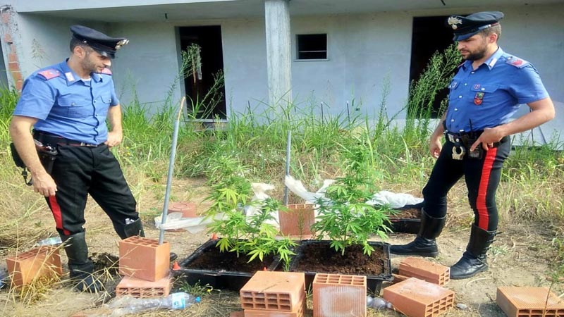 Marijuana: piante a Pavia, dosi in tasca a Bereguardo e Mortara