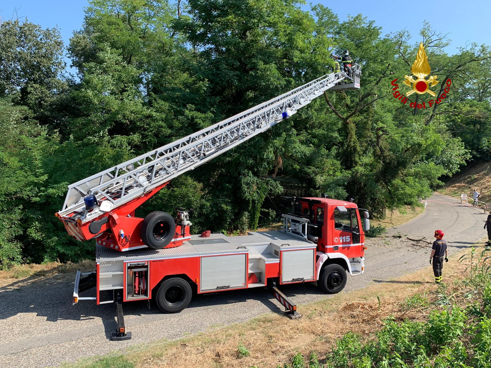 Canarazzo, i Vigili del fuoco di Pavia mettono in sicurezza un albero FOTO