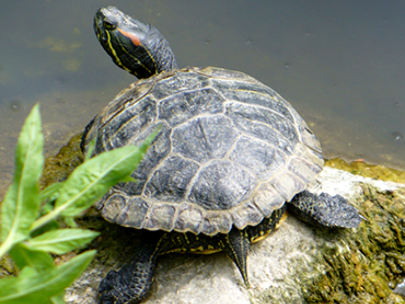 Specie esotiche invasive, il Comune: “Denuncia gratuita entro il 31 agosto”