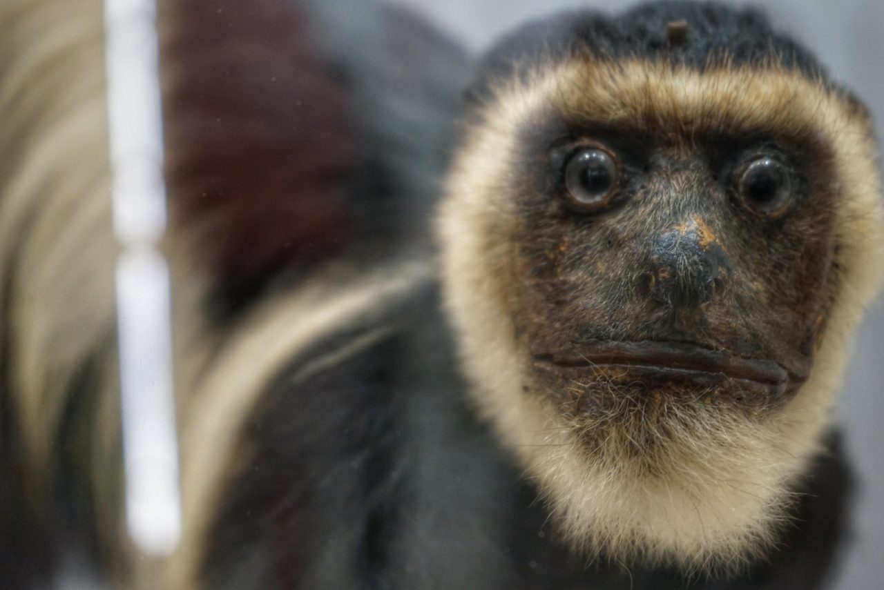 Domani si inaugura Kosmos, il Museo di Storia Naturale dell’Università di Pavia FOTO
