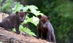 Sono nati due cuccioli di pantera nera alle “Cornelle” VIDEO TENERISSIMO