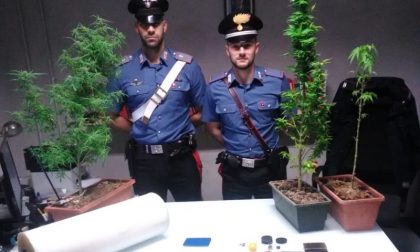 Trovati con mezzo chilo di hashish, piante di marijuana e una pistola: arrestata coppia di spacciatori