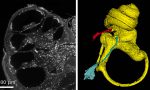 Università di Pavia: microscopio di nuova generazione consente di osservare un organo senza danneggiarlo