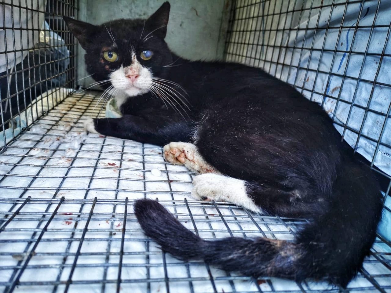 Colonia felina decimata a Velezzo Lomellina: confermata la presenza di veleno nelle esche