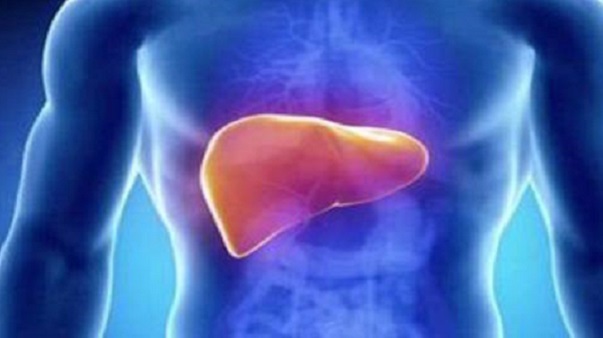 Una ricerca scopre l’origine del fegato grasso nell’intestino