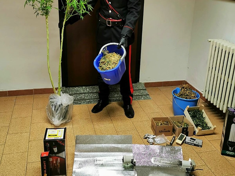 Coltiva marijuana in casa: denunciato 45enne