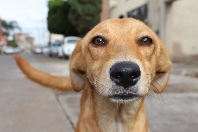 Cane trovato morto nel lago con un peso attaccato al collo