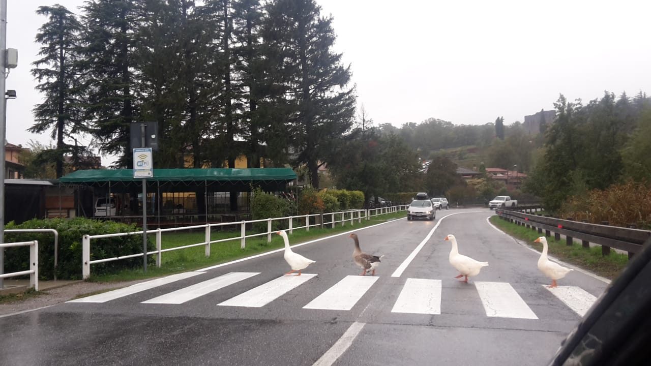 Oche educate attraversano sulle strisce pedonali VIDEO
