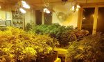 Laboratorio della droga in cascina: sequestrate oltre 660 piante di marijuana VIDEO