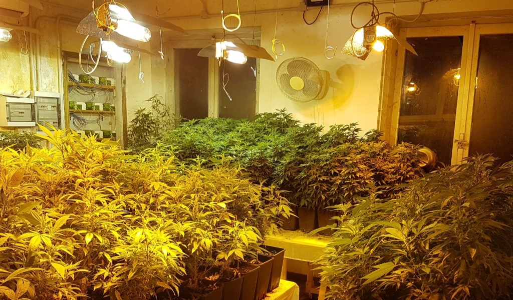Laboratorio della droga in cascina: sequestrate oltre 660 piante di marijuana VIDEO