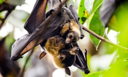 Pipistrelli a rischio, l'allarme lanciato dall'Università di Pavia