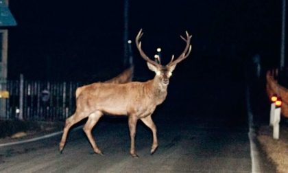 Cervo semina panico a Vigevano: inseguito per due ore (e poi salvato)