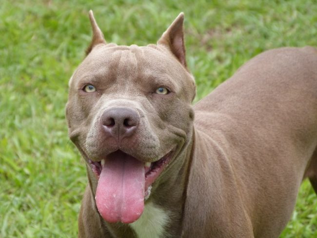 Aggredito dal pitbull di famiglia nel cortile di casa: grave bambino di 12 anni