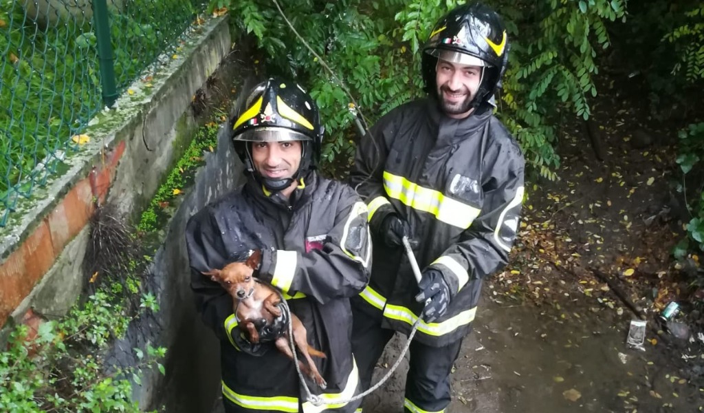 Rex il chihuahua torna a casa grazie ai Vigili del fuoco