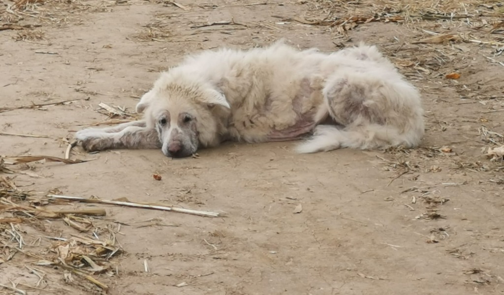 Abbandonato sei anni fa e adottato dalla comunità di Breme: Barnaba ora ha bisogno di aiuto