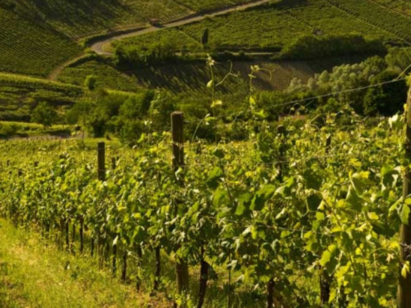 Castello di Cigognola: la nuova maison del Metodo Classico