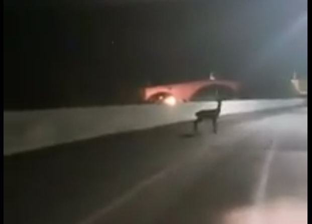 Bambi si lancia dal ponte per sfuggire a motociclista VIDEO SHOCK