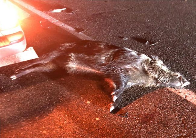 Dopo le nutrie arrivano i cinghiali? Esemplare investito nel Cremasco