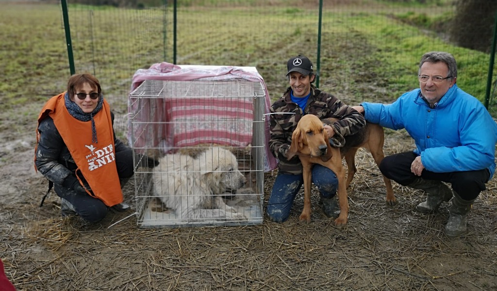 Il cane Barnaba è stato recuperato: ora lo aspetta una nuova famiglia