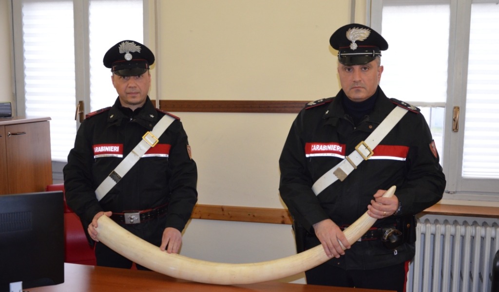 Aveva una zanna d’elefante lunga un metro e mezzo nascosta in auto: denunciato