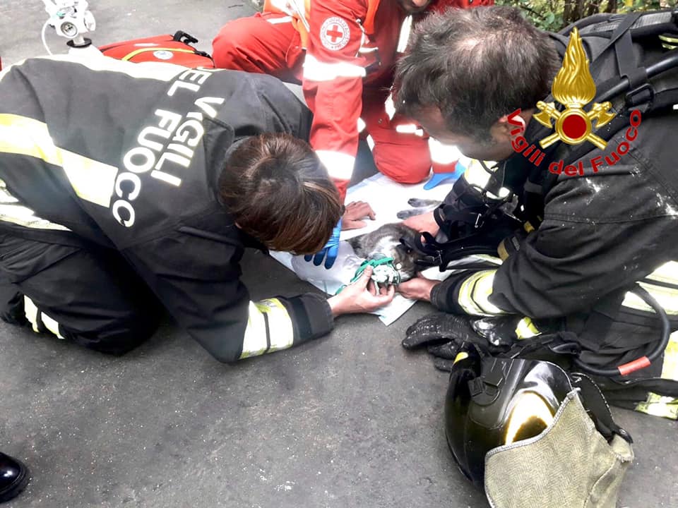 Gatto rianimato dai Vigili del fuoco dopo incendio in casa VIDEO