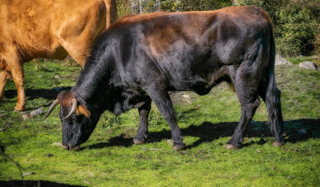 Toro fugge dal macello e non si lascia catturare: abbattuto