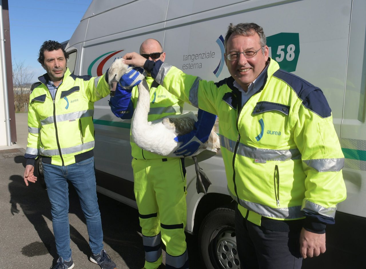 Cigno reale ferito soccorso lungo l’autostrada FOTO
